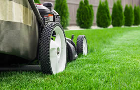 Lawn Car and Mosquito control