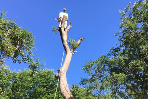 Tree Trimming Dallas