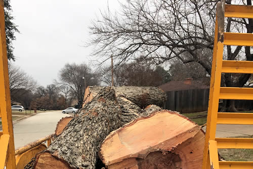 Tree Felling and Haul Out Fort Worth