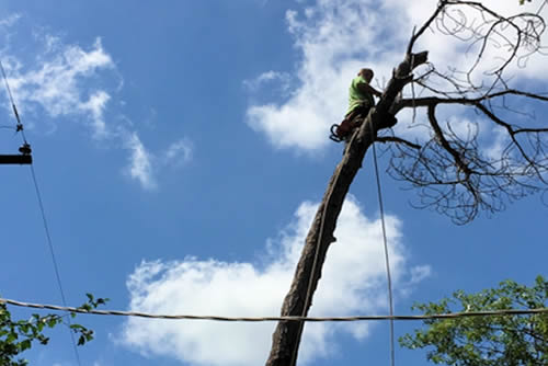 Tree Removal Arlington